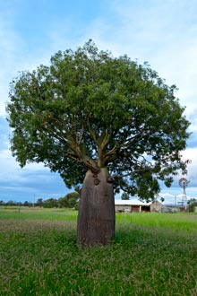 The Maranoa is famous for their Bottle Trees